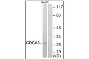Western blot analysis of extracts from HepG2 cells, using CDCA3 Antibody . (CDCA3 抗体  (C-Term))