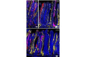 Fluorescence Microscopy (FM) image for 10X TBS Fish Gel Concentrate (Azide and Mercury free) (ABIN925589)
