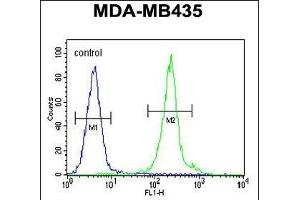 IL12B Antibody (C-term) (ABIN654420 and ABIN2844155) flow cytometric analysis of MDA-M cells (right histogram) compared to a negative control cell (left histogram). (IL12B 抗体  (C-Term))