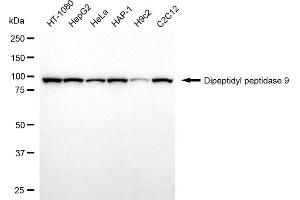 anti-Dipeptidyl-Peptidase 9 (DPP9) antibody