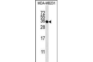 TAS2R1 Antibody (C-term) (ABIN656905 and ABIN2846102) western blot analysis in MDA-M cell line lysates (35 μg/lane). (TAS2R1 抗体  (C-Term))