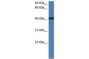 WB Suggested Anti-Fggy Antibody   Titration: 1. (FGGY 抗体  (N-Term))