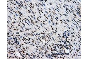 Immunohistochemical staining of paraffin-embedded Kidney tissue using anti-GRIPAP1mouse monoclonal antibody. (GRIPAP1 抗体)