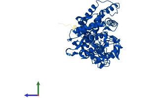 Protein Structure (PS) image for Cytochrome P450, Family 2, Subfamily R, Polypeptide 1 (CYP2R1) (AA 1-501) protein (His tag) (ABIN7558119)