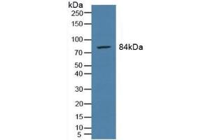 Detection of PMSA in Rat Prostate Gland Tissue using Polyclonal Antibody to Prostate-specific Membrane Antigen (PMSA) (PSMA 抗体  (AA 274-587))