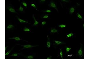 Immunofluorescence (IF) image for anti-Methyl-CpG Binding Domain Protein 1 (MBD1) (AA 415-508) antibody (ABIN517761)