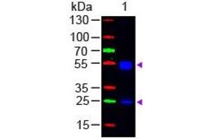 Lane 1: Rat IgG. (山羊 anti-大鼠 IgG (Heavy & Light Chain) Antibody (FITC))