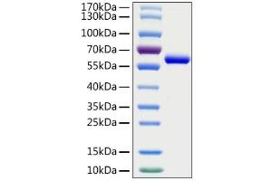 Recombinant 2019-nCoV Spike RBD Protein was determined by SDS-PAGE with Coomassie Blue, showing a band at 60 kDa.