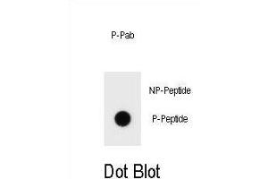 Dot blot analysis of Phospho-bcl-2-S70 Antibody Phospho-specific Pab (ABIN1539712 and ABIN2839909) on nitrocellulose membrane. (Bcl-2 抗体  (pSer70))