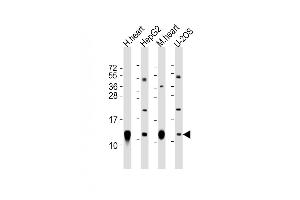 All lanes : Anti-COX6C Antibody (C-Term) at 1:2000 dilution Lane 1: human heart lysate Lane 2: HepG2 whole cell lysate Lane 3: mouse heart lysate Lane 4: U-2OS whole cell lysate Lysates/proteins at 20 μg per lane. (COX6C 抗体  (AA 34-67))