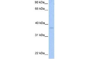 Western Blotting (WB) image for anti-NIPA-Like Domain Containing 2 (NIPAL2) antibody (ABIN2459341) (NIPAL2 抗体)