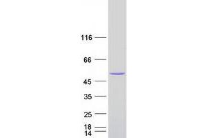 Validation with Western Blot