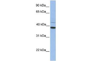 WB Suggested Anti-FKBP8 Antibody Titration:  0.
