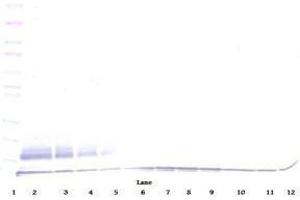 Image no. 3 for anti-Chemokine (C-C Motif) Ligand 22 (CCL22) antibody (ABIN465130) (CCL22 抗体)