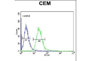 Flow cytometric analysis of CEM cells (right histogram) compared to a negative control cell (left histogram). (EDIL3 抗体  (AA 337-365))