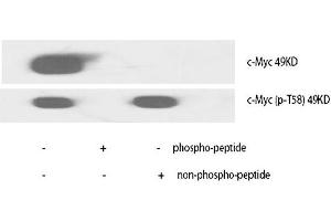 Western Blot analysis of various cells using c-Myc Polyclonal Antibody diluted at 1:1000.