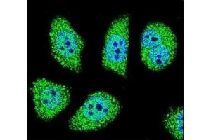 Immunofluorescence (IF) image for anti-P21-Activated Kinase 6 (PAK6) (AA 268-297) antibody (ABIN3032120)