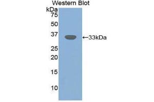 Western Blotting (WB) image for anti-Transforming Growth Factor, beta Receptor III (TGFBR3) (AA 210-465) antibody (ABIN1860735) (TGFBR3 抗体  (AA 210-465))