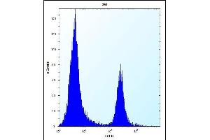 CBR3 Antibody (C-term) (ABIN656808 and ABIN2846022) flow cytometric analysis of 293 cells (right histogram) compared to a negative control cell (left histogram). (CBR3 抗体  (C-Term))