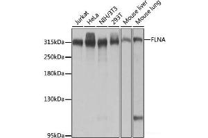 Western blot analysis of extracts of various cell lines using FLNA Polyclonal Antibody at dilution of 1:1000. (Filamin A 抗体)