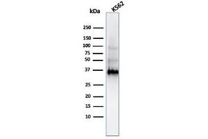 Western Blot of K562 Cell Lysate using Galeactin-13 MAb (PP13/1161). (LGALS13 抗体  (AA 23-134))