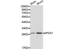 Western Blotting (WB) image for anti-Apolipoprotein A-I (APOA1) (AA 20-267) antibody (ABIN3021495) (APOA1 抗体  (AA 20-267))