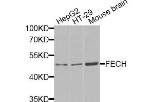 Western blot analysis of extracts of various cell lines, using FECH antibody (ABIN5974679) at 1/1000 dilution. (FECH 抗体)