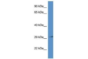 Western Blot showing Rpsa antibody used at a concentration of 1. (RPSA/Laminin Receptor 抗体  (N-Term))