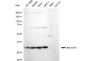 Western blotting analysis using NDUFAF1 antibody (ABIN7799543).