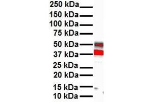 WB Suggested Anti-HOXB3 antibody Titration: 1 ug/mL Sample Type: Human heart (HOXB3 抗体  (N-Term))