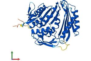 AlphaFold protein structure predicition of Human Recombinant RCL1 Protein, UniprotID Q9Y2P8