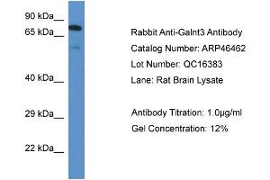 Western Blotting (WB) image for anti-UDP-N-Acetyl-alpha-D-Galactosamine:polypeptide N-Acetylgalactosaminyltransferase 3 (GalNAc-T3) (GALNT3) (N-Term) antibody (ABIN785340) (GALNT3 抗体  (N-Term))