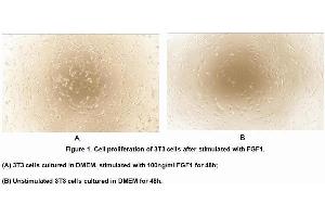 Image no. 3 for Fibroblast Growth Factor 1 (Acidic) (FGF1) (AA 1-155) (Active) protein (His tag,GST tag) (ABIN6239784) (FGF1 Protein (AA 1-155) (His tag,GST tag))