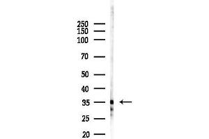 Western blot analysis of lysates from HepG2 cells(starvation,24h treatment), using OR4C46 Antibody at 1/1000 dilution.