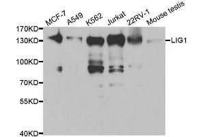 Western blot analysis of extracts of various cell lines, using LIG1 antibody. (LIG1 抗体  (AA 565-790))