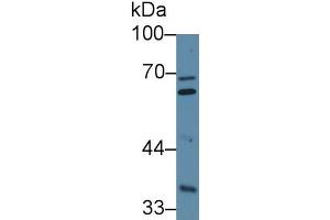 Rabbit Detection antibody from the kit in WB with Positive Control: Sample Human Hela cell lysate. (FURIN ELISA 试剂盒)