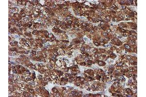 Image no. 8 for anti-Protein Disulfide Isomerase Family A, Member 4 (PDIA4) antibody (ABIN1500110) (PDIA4 抗体)