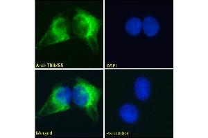 ABIN184953 Immunofluorescence analysis of paraformaldehyde fixed U2OS cells, permeabilized with 0. (TRIM55 抗体  (C-Term))