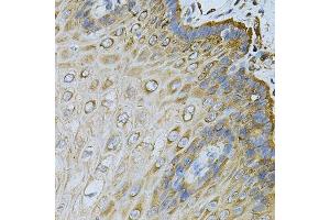 Immunohistochemistry of paraffin-embedded human esophagus using HSP90AB1 Antibody. (HSP90AB1 抗体  (AA 1-300))