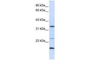 Western Blotting (WB) image for anti-Arginine-Fifty Homeobox (ARGFX) antibody (ABIN2459122) (ARGFX 抗体)