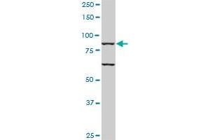 TLR10 monoclonal antibody (M01), clone 2A11. (TLR10 抗体  (AA 1-811))