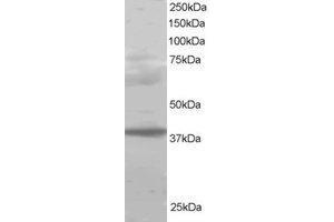 Image no. 1 for anti-Polycomb Group Ring Finger 2 (PCGF2) (AA 332-344) antibody (ABIN290301) (PCGF2 抗体  (AA 332-344))