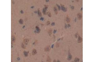 IHC-P analysis of Kidney tissue, with DAB staining. (HAP1 抗体  (AA 349-584))