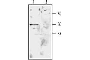 Western blot analysis of rat cerebellum lysate: - 1. (KCNK9 抗体  (Extracellular, P1 Loop))