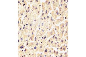 Immunohistochemistry (IHC) image for anti-Fibroblast Growth Factor 9 (FGF-9) antibody (ABIN6243203)
