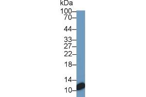 Detection of S100 in HT1080 cell lysate using Monoclonal Antibody to S100 Calcium Binding Protein (S100) (S100 Protein (S100) (AA 1-94) 抗体)
