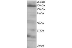 Image no. 2 for anti-Eukaryotic Translation Initiation Factor 4E Nuclear Import Factor 1 (EIF4ENIF1) (C-Term) antibody (ABIN374390) (EIF4ENIF1 抗体  (C-Term))
