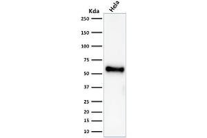 Western Blot Analysis of HeLa cell lysate using p53 Mouse Recombinant Monoclonal Antibody (rBP53-12).