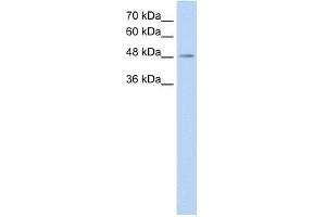 C9ORF127 antibody used at 0. (TMEM8B 抗体  (C-Term))