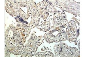 Immunohistochemistry (IHC) image for anti-Kallikrein-Related Peptidase 15 (KLK15) (AA 17-256) antibody (ABIN1983316) (Kallikrein 15 抗体  (AA 17-256))